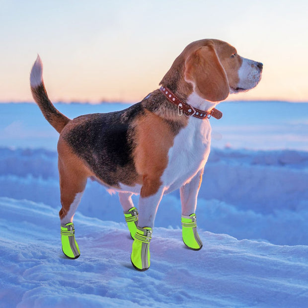 small dog winter shoes