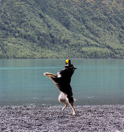 A dog catching a be one breed strudy ball on a stony beach with a lake and mountain in the background