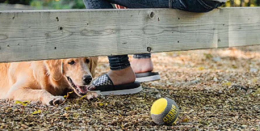 A golden lab looking under a fence at a be one breed strudy tennis ball.