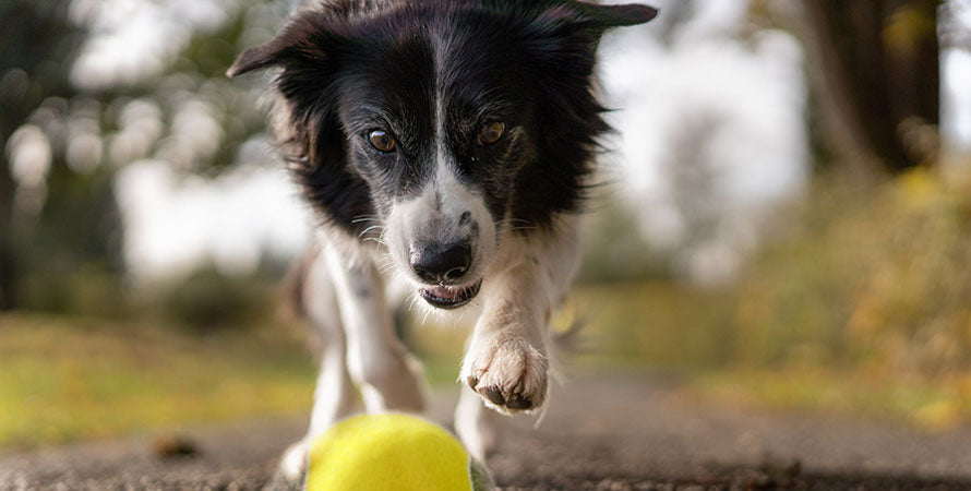 A white and black dog chashing down a yellow and grey be one breed sturdy tennis ball.