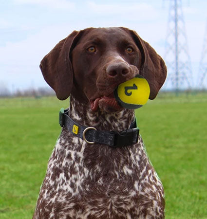 A brown and white spotted hunting dog with a be one breed tennis ball in its mouth.