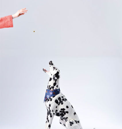A dalmation dog getting a Crumps Beef Liver Mini Trainer tossed into its mouth