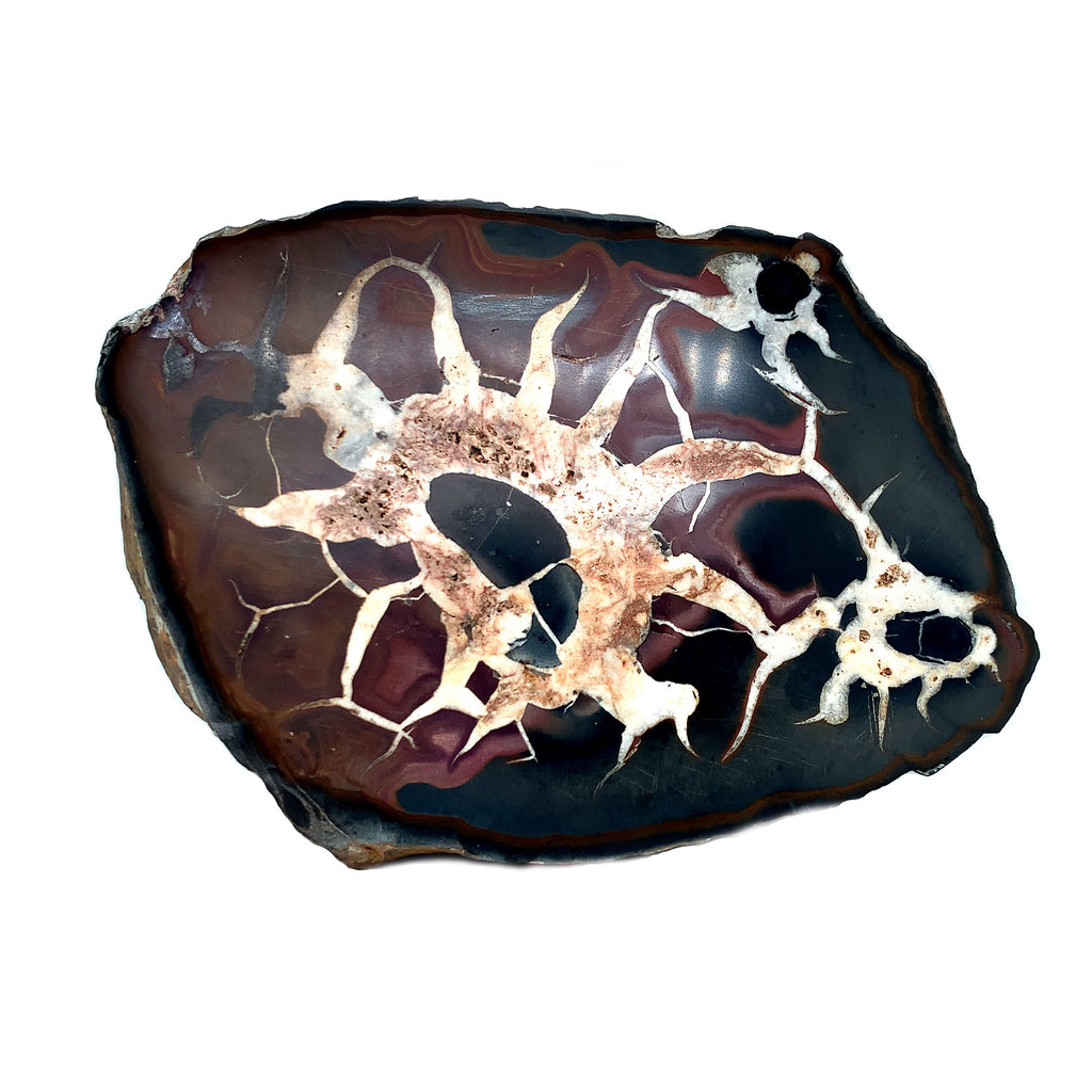 Grey Fossil Wood : pierre à petit prix ! - Materiel-Aquatique