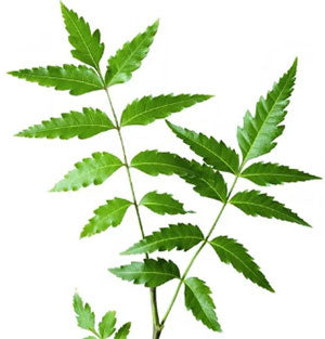 Neem oil