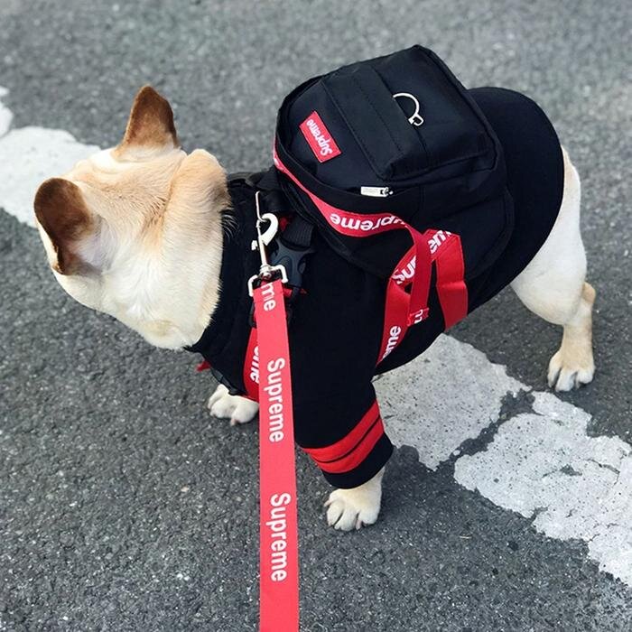 dog backpack leash