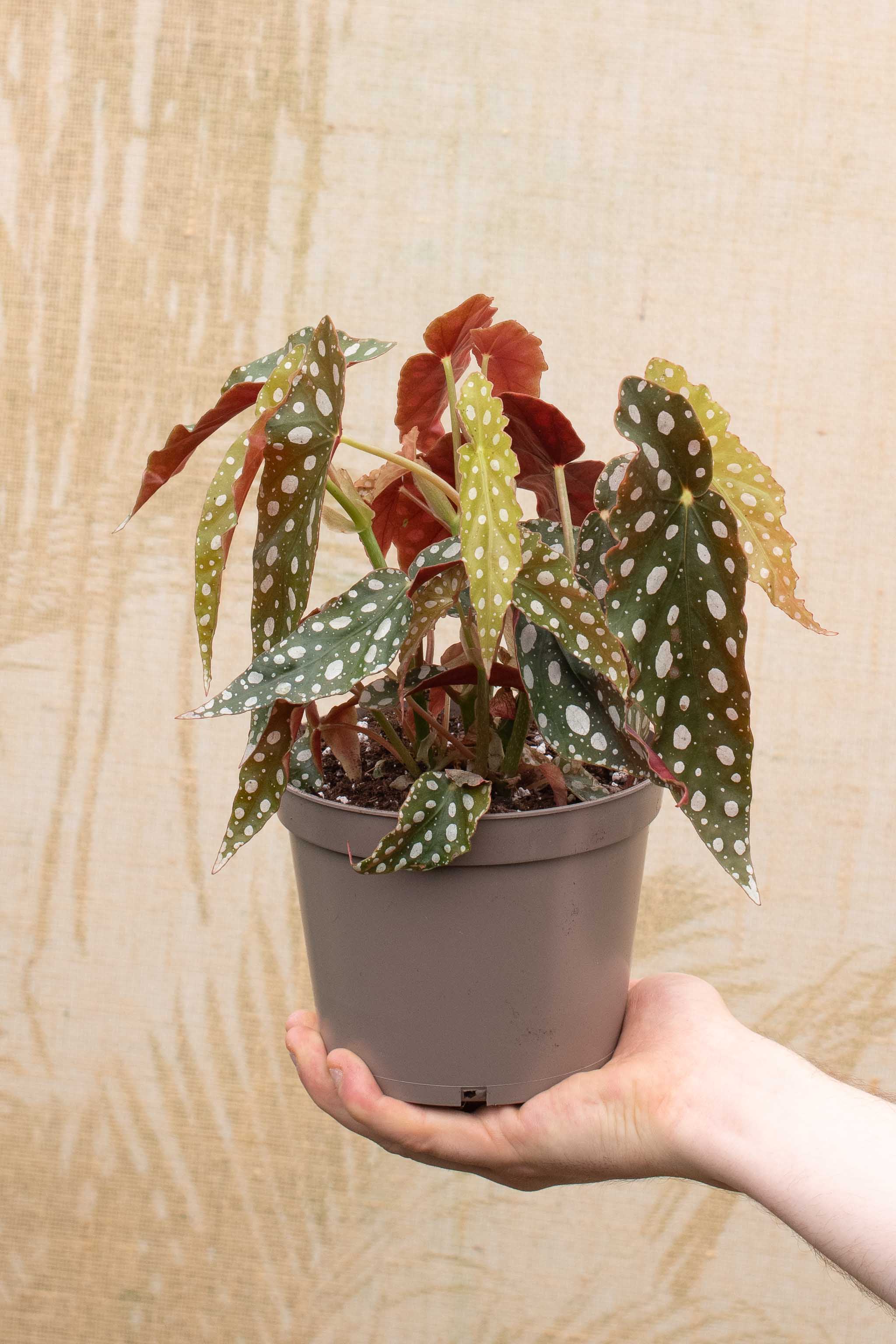 Spotted begonia | Begonia maculata - House Of Plants