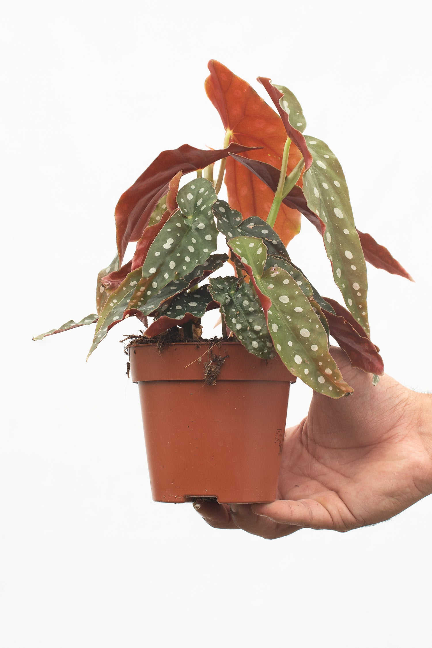 Spotted begonia | Begonia maculata - House Of Plants