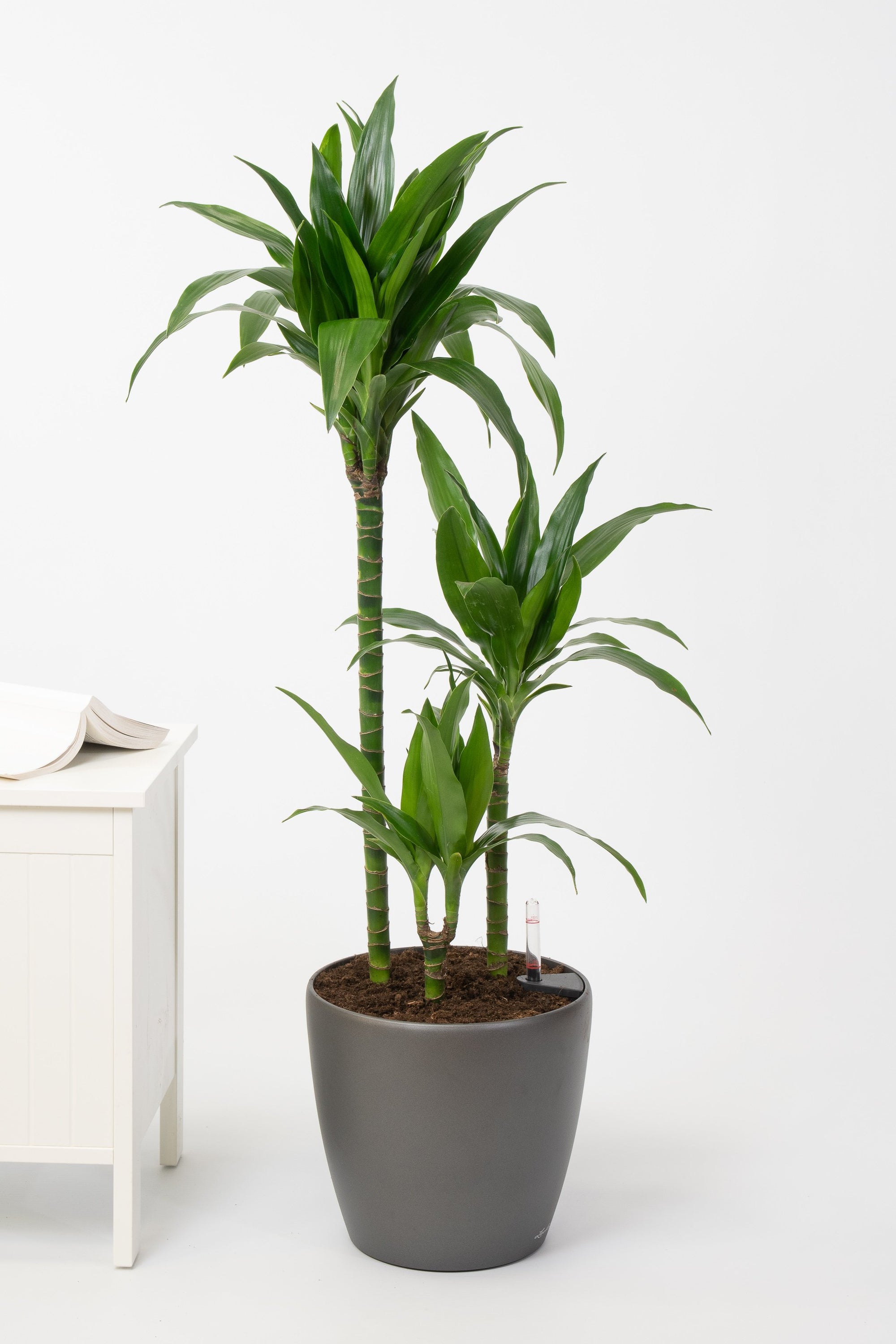 Dracaena janet craig dragon tree indoor plant in Self watering plant pot