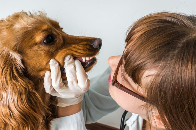 are bones bad for dog teeth