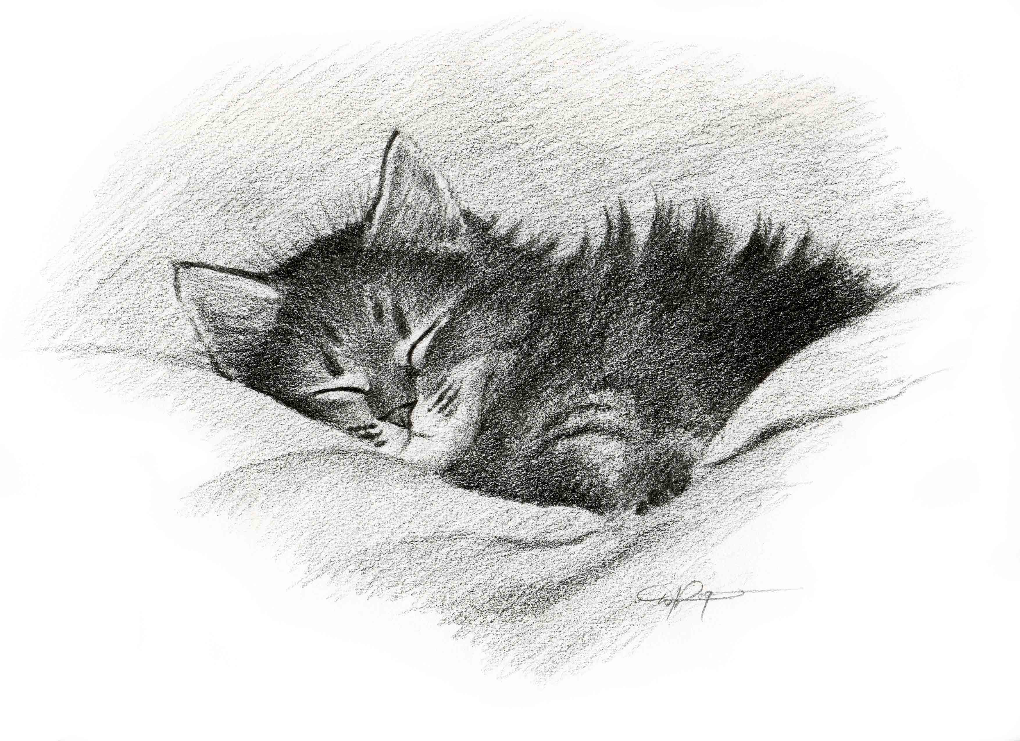 cat sketches in pencil