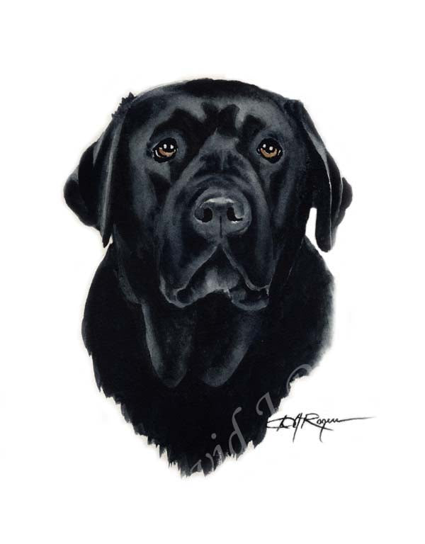 labrador watercolor painting