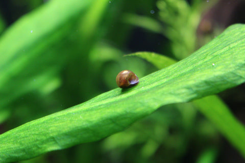 Ramshorn Snail