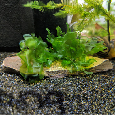 Hookeriaceae Moss - Lucky Aquatics