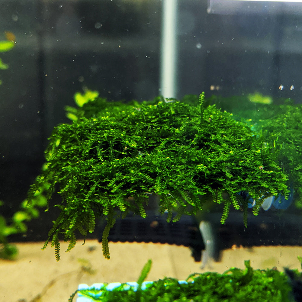 Mini Weeping Moss Lucky Aquatics