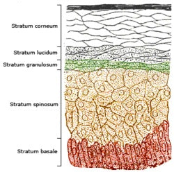 layers of the epidermis - the stratum corneum, stratum lucidum, stratum granulosum, stratum spinosum, and stratum basale