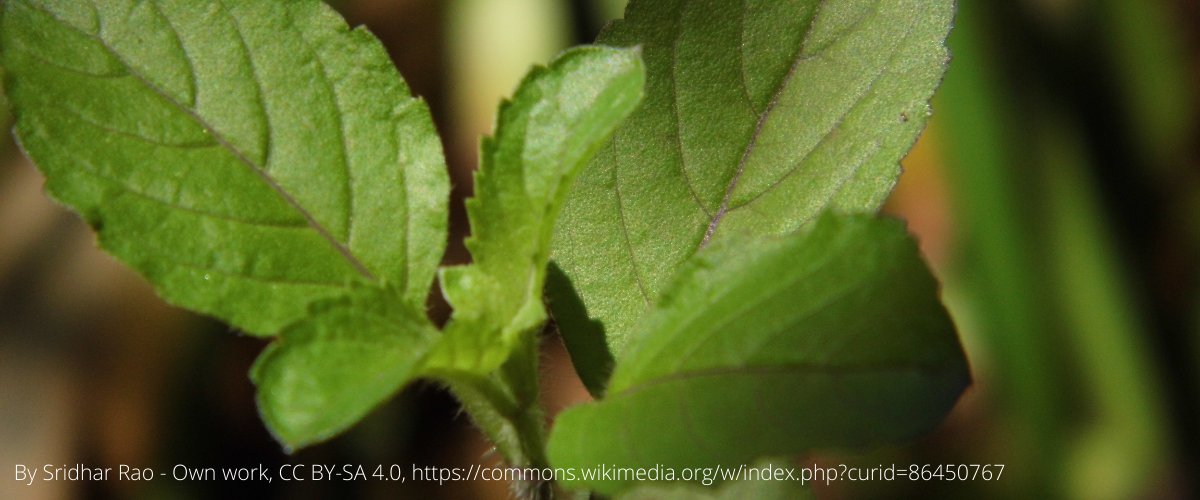 Stinging Nettle (Urtica Dioica) - 100 Seeds - Southern Seed Exchange