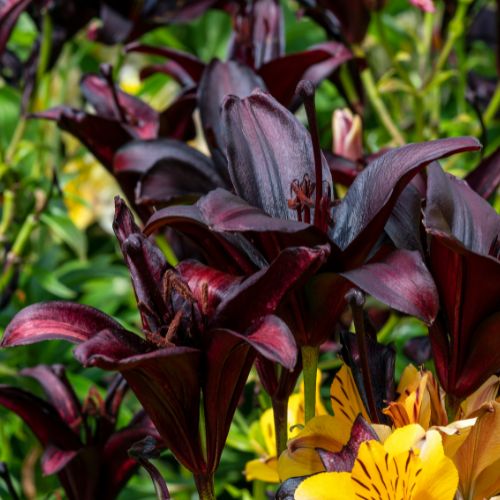 Trumpet Asiatic Lily Bulbs - Night Rider, Flower Bulbs