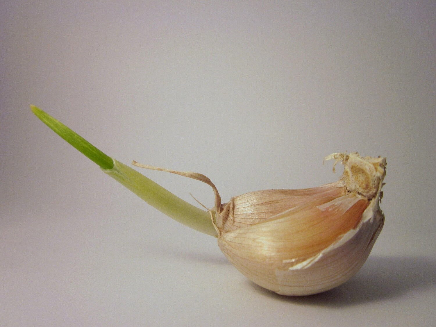 A garlic clove with a green sprout emerging from it.