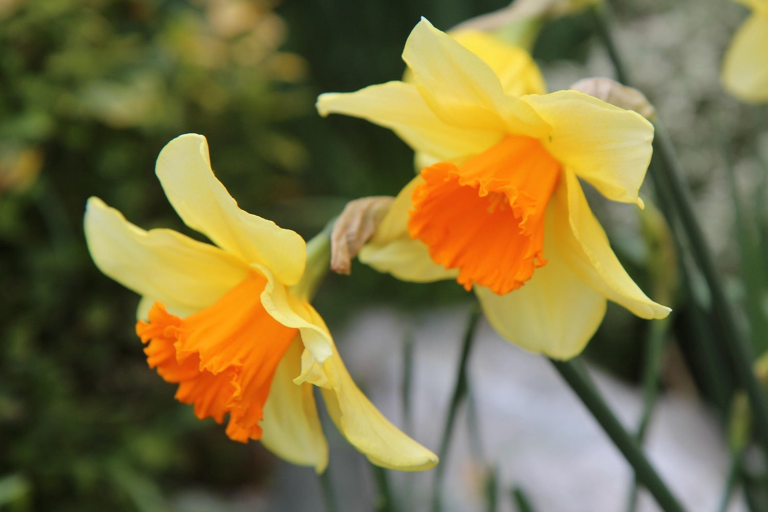Two yellow daffodils with bright orange centers in a garden setting.