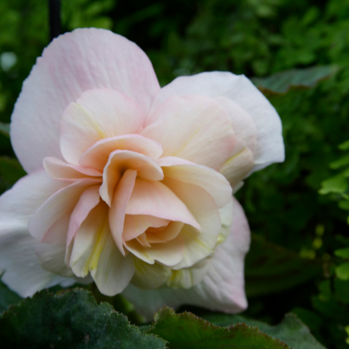 Odorata Angelique' Belgian Begonia