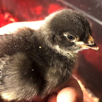 black baby chickens