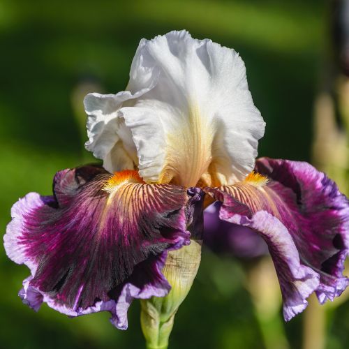 Bearded Iris 'Care to Dance' ,German