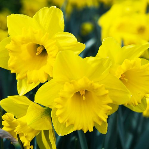 Gigantic Star Daffodil, Holland Bulb Farms