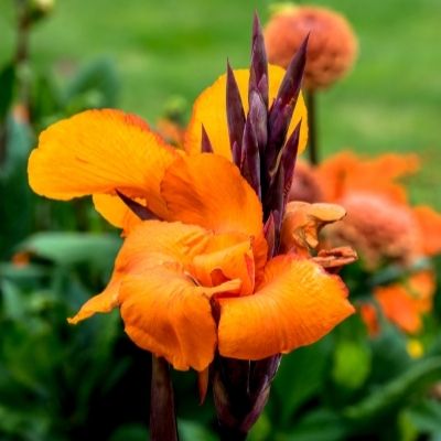 Wyoming Canna Lily