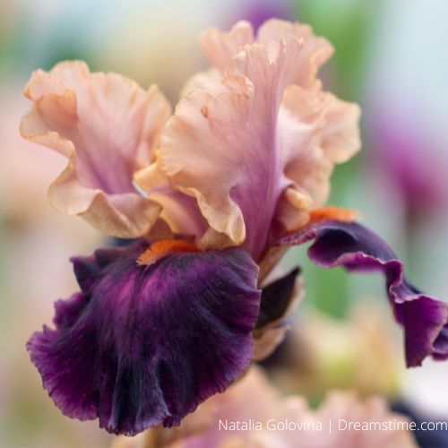 Bearded Iris 'Petalpalooza' (Rebloomer)