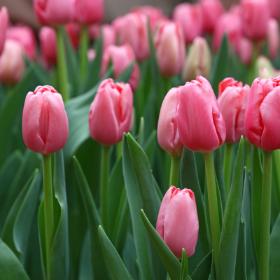 Tulip 'Pink Impression