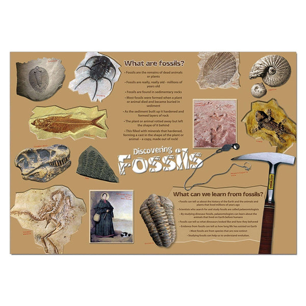 Discovering Fossils Classroom Display Poster Primary Classroom Resources