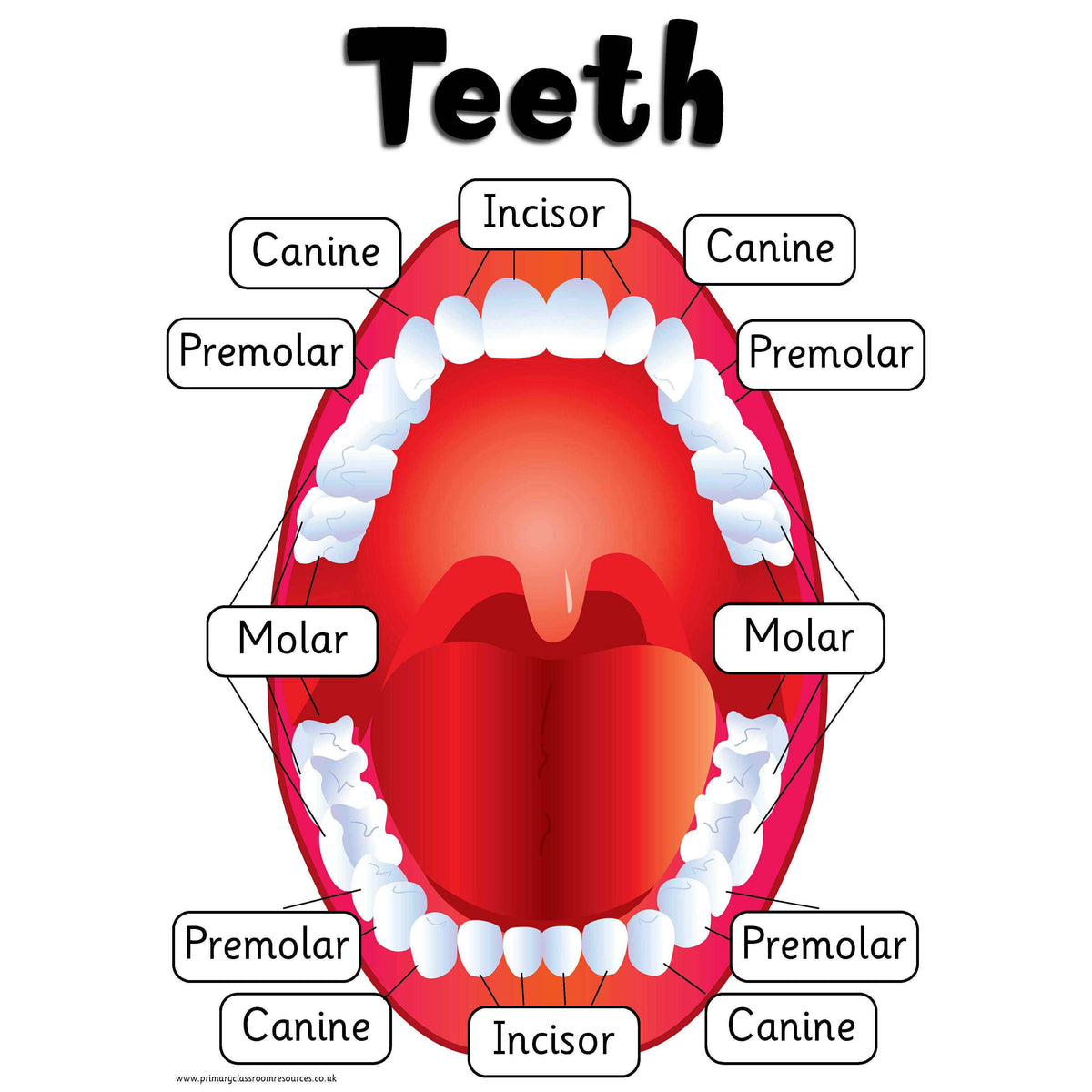 Types Of Teeth Poster Primary Classroom Resources