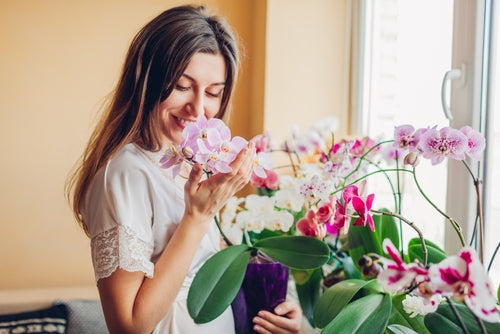 Send Orchids to mom on Mother’s Day
