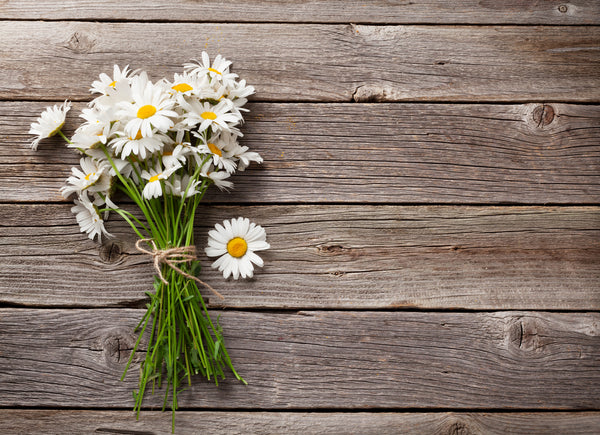 Send Daisies to mom on Mother’s Day