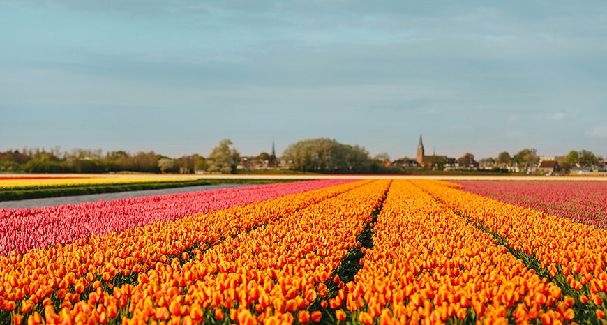 seas-of-flowers