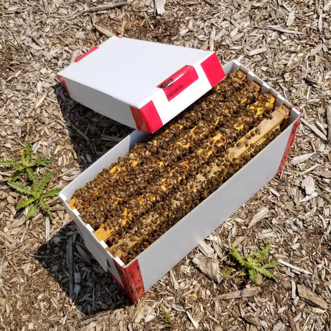 lightweight plastic nuc box with 4 frames of bees and lid off leaning against the edge of the box