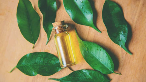 tea tree essential oil with leaves