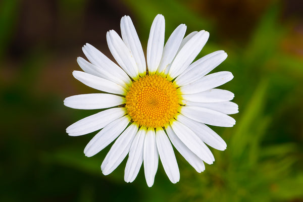 chamomile-close-up slumber blend essential candy