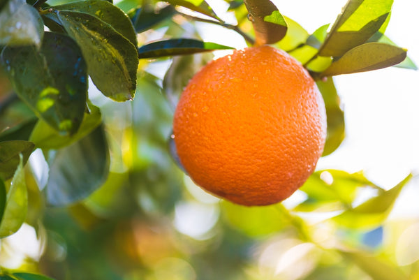 orange-tree-slumber blend essential candy