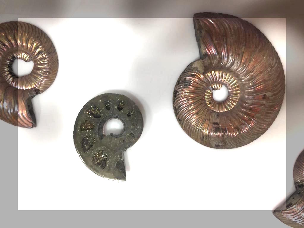 Russian pyrite ammonite