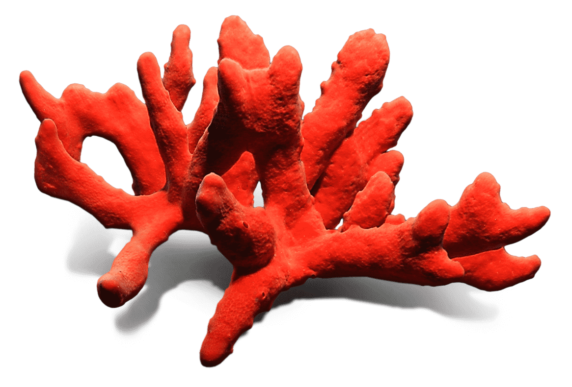 Coral formation - branch like