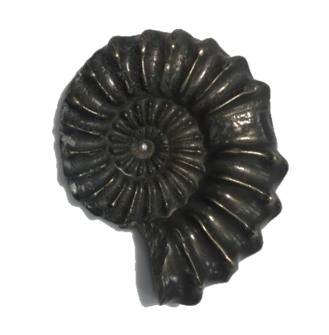 Pleuroceras ammonite