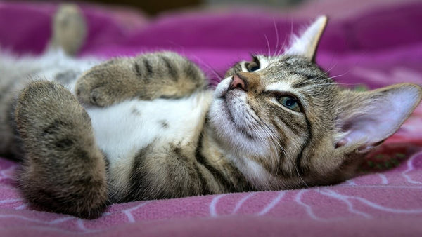 chaton détendu avec le ventre en l'air après un brossage calme et apaisant