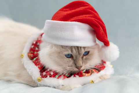 3 pomysły na świąteczne stylizacje - kot w świątecznej czapce
