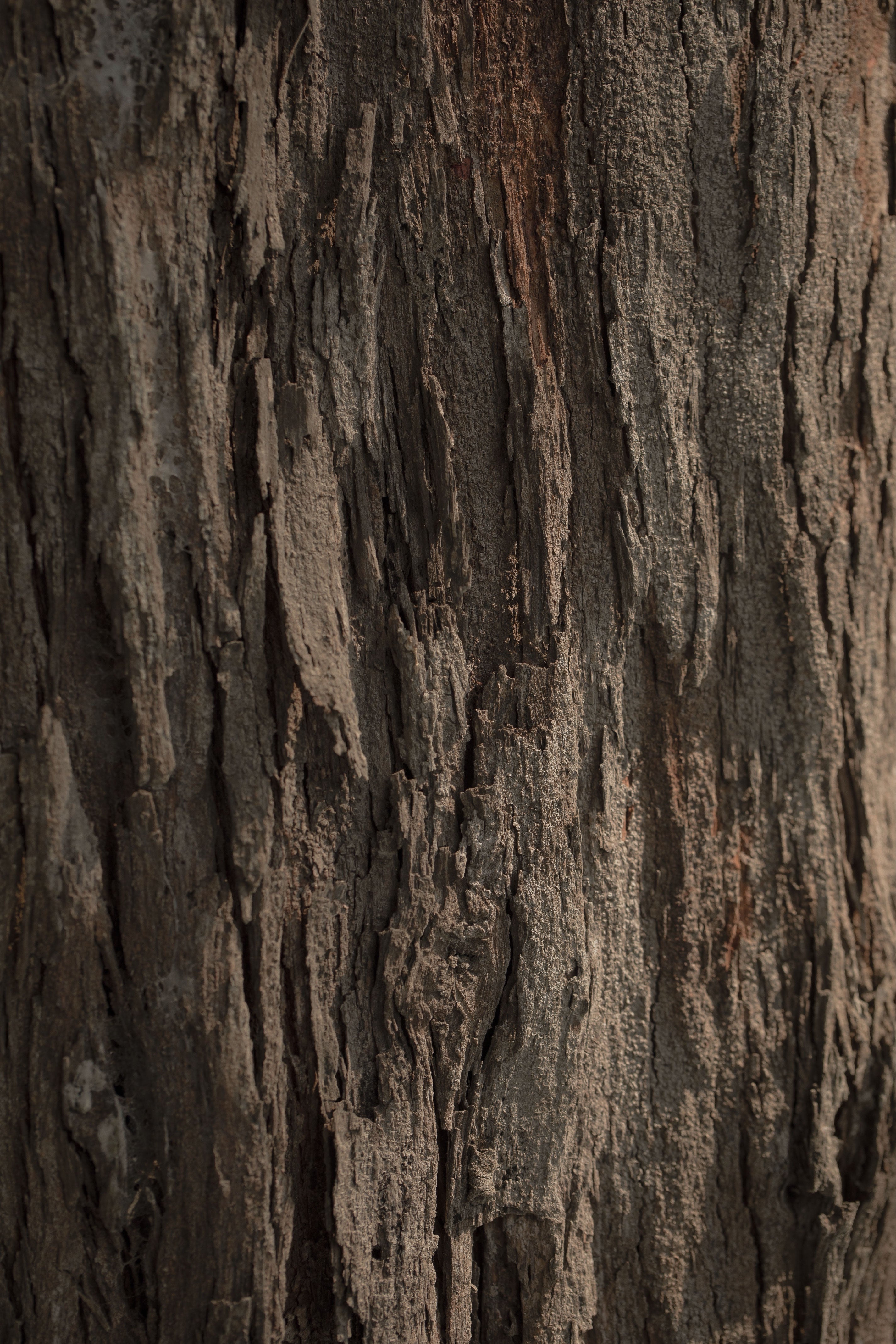 Agarwood at Good Sense