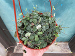 Load image into Gallery viewer, String of Hearts (Ceropegia woodii) - 6&quot;
