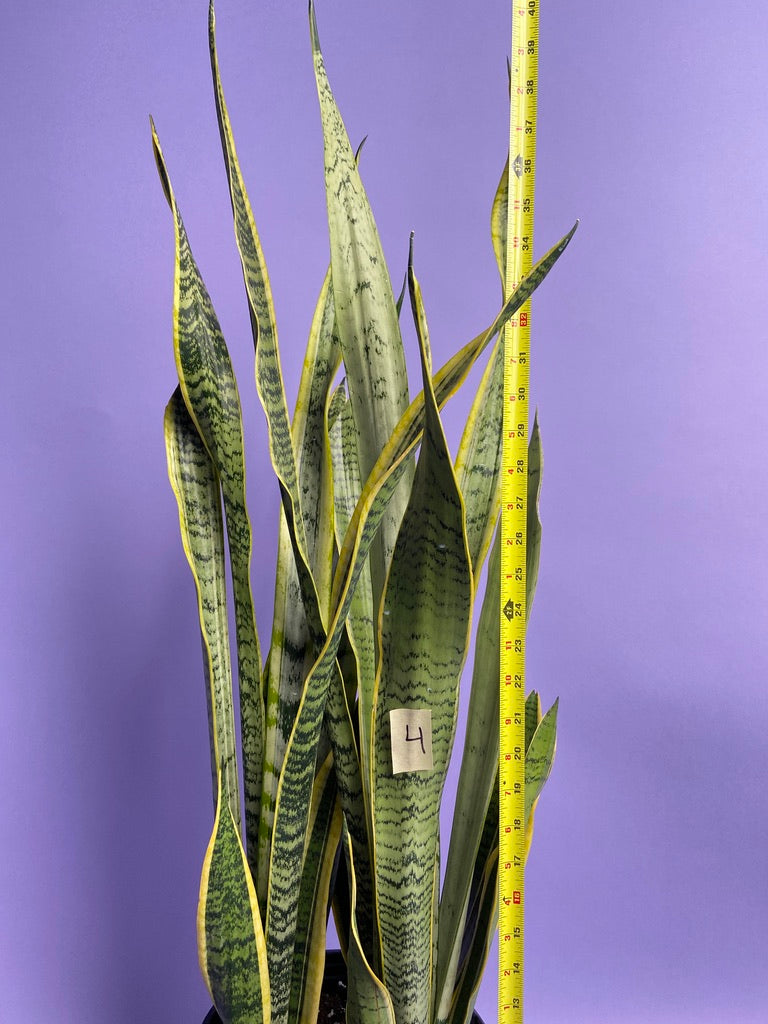 Sansevieria Laurentii (Snake Plant) 3.5FT - 10"