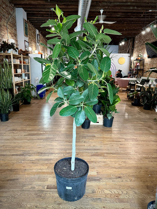 Ficus Audrey Tree With Mid-Century Pot Extra Large 5-6 ft tall, potted  plant, shipped by Léon & George