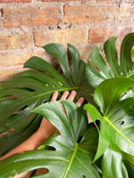 Load image into Gallery viewer, Monstera Deliciosa -  12&quot; Pot
