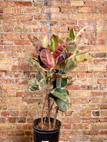 Load image into Gallery viewer, Ficus Tineke - 10&quot; (2.5FT Tall)
